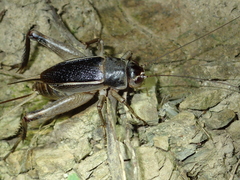 Teleogryllus
