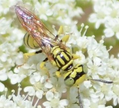 Philanthus multimaculatus