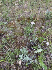 Antennaria pulcherrima