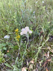 Antennaria pulcherrima