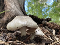 Tricholoma smithii