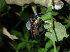 Microstylum oberthurii