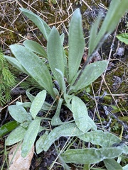 Antennaria pulcherrima