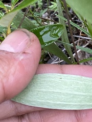 Antennaria pulcherrima