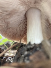 Tricholoma smithii