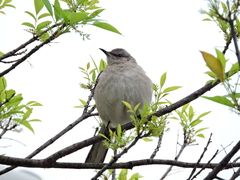 Mimus polyglottos
