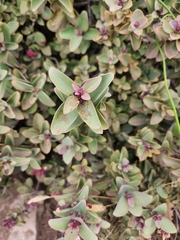 Santalum haleakalae