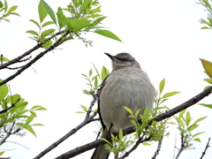 Mimus polyglottos