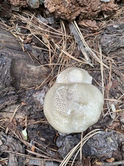 Tricholoma smithii