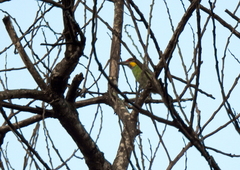 Psilopogon chrysopogon