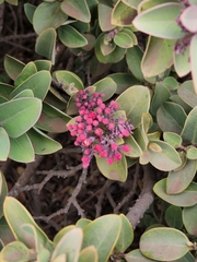 Santalum haleakalae