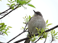 Mimus polyglottos