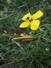 Oenothera berlandieri pinifolia