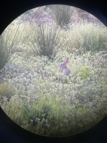 iNaturalist observation photo of Desert Cottontail