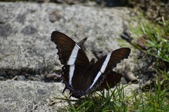 Siproeta superba superba