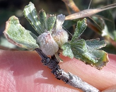 Aceria kraftella