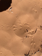 Geococcyx californianus