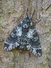 Dolbina formosana