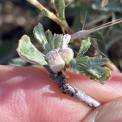 Aceria kraftella