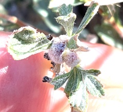 Aceria kraftella