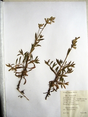 Auriculatae