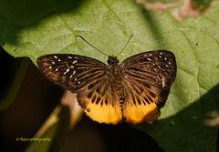 Mooreana trichoneura