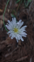 Pinaropappus spathulatus