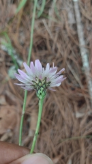 Pinaropappus spathulatus