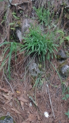 Pinaropappus spathulatus