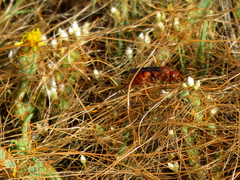 Tachypompilus unicolor