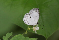 Neopithecops zalmora