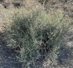 Aceria kraftella