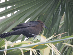 Quiscalus mexicanus