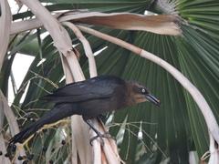 Quiscalus mexicanus