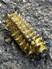 Scopelodes contracta