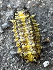 Scopelodes contracta