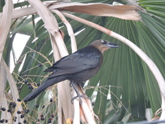 Quiscalus mexicanus