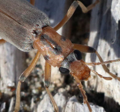 Copidita quadrimaculata