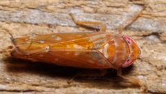 Scaphoideus luteolus