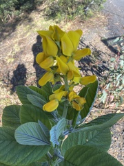 Crotalaria beddomeana