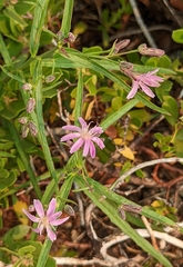 Stephanomeria lactucina