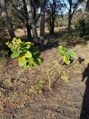 Crotalaria beddomeana