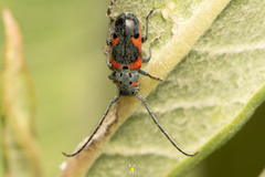 Tetraopes umbonatus