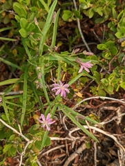Stephanomeria lactucina
