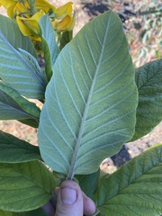 Crotalaria beddomeana