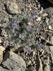 Lupinus lepidus ashlandensis