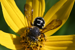 Dianthidium subparvum