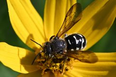 Dianthidium subparvum