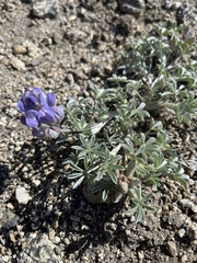 Lupinus lepidus ashlandensis