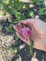 Sidalcea hendersonii